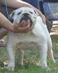 english bulldog anglais Bullbumpkin’s A snowy girl